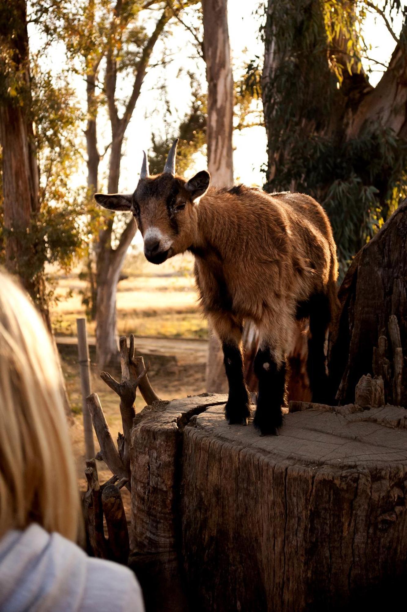 Dalmore Guest Farm Bergville Exterior foto
